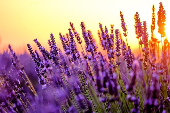 Lavender fields