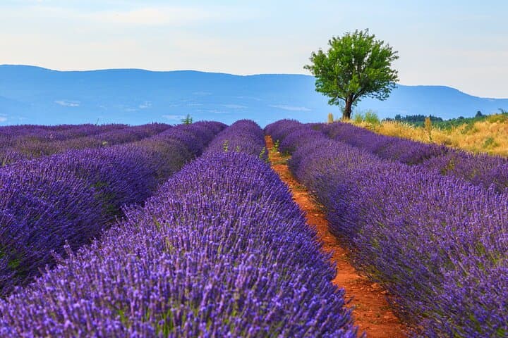 Lavender fields