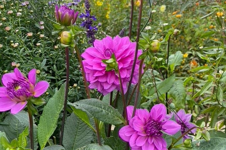 Private Giverny Roundtrip and Entrance Ticket from Paris