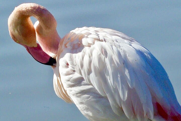 Pink flamingo