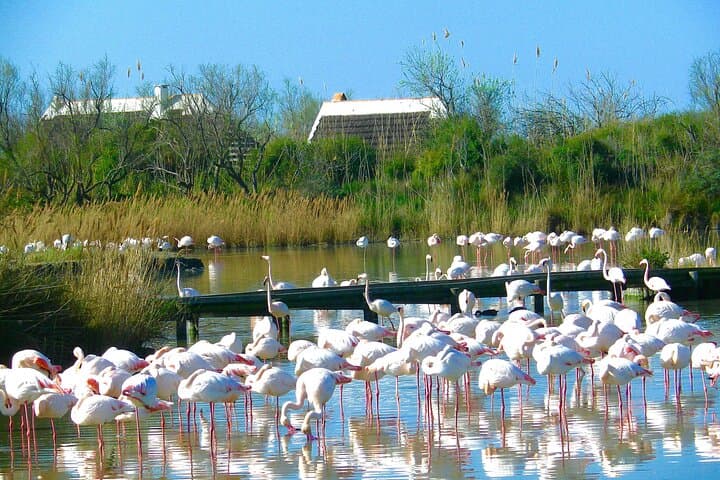Pink flamingos
