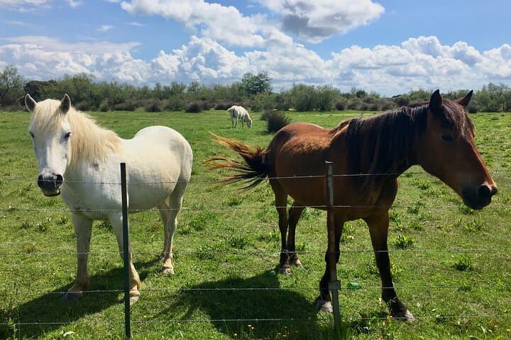 Camargue horses