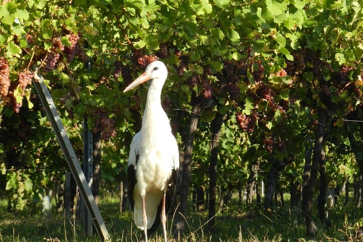 ICONICS Tour: 1/2 day on the Wine Route, visit of 2 Villages + Tasting.
