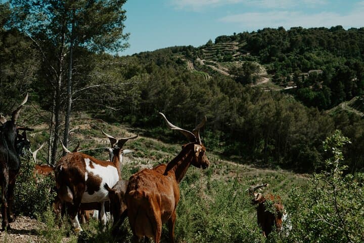 Full-Day Wine and Cheese Tour around Aix-en-Provence from Marseille
