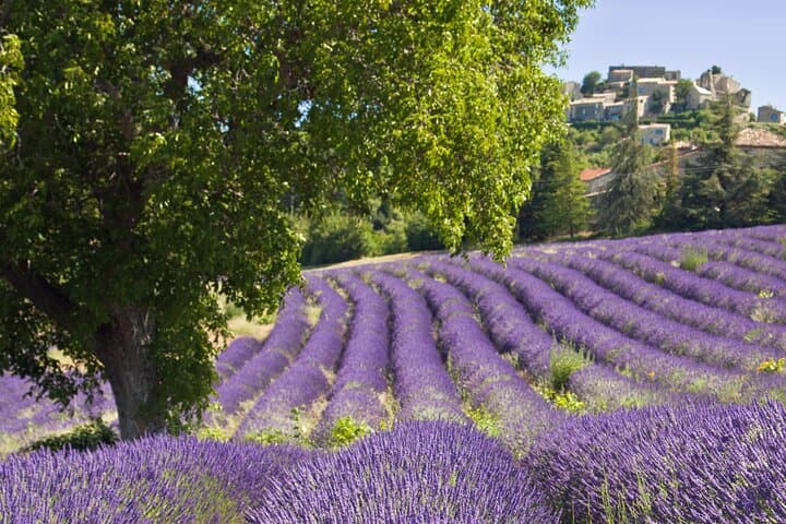 Discover Our Fields and Lake Full-Day Shared Tour from Nice