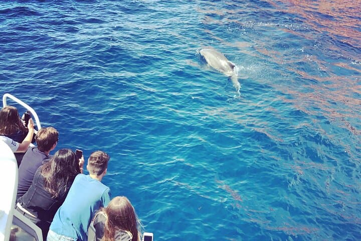 dolphin