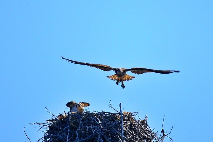 Osprey