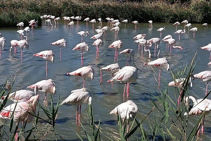 Private Tour in Roman town of Arles, Camargue National Park