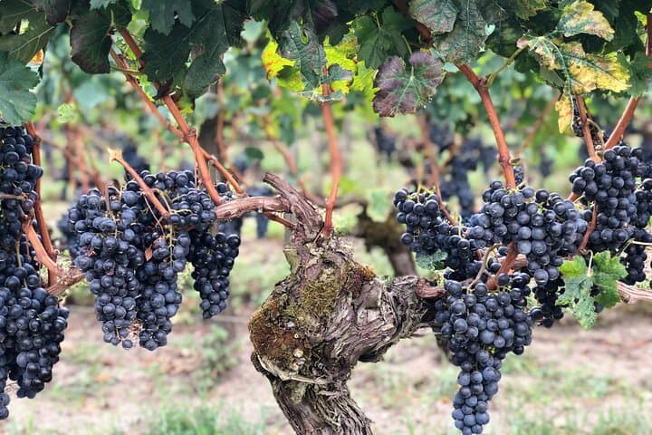From Bordeaux Vineyard Tour in Saint Emilion Half Day