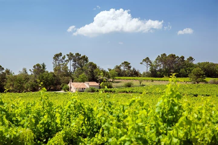Private Walking Tour Northern Rhône Wine Heritage Lyon