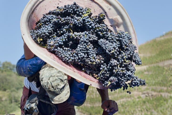 Private Walking Tour Northern Rhône Wine Heritage Lyon