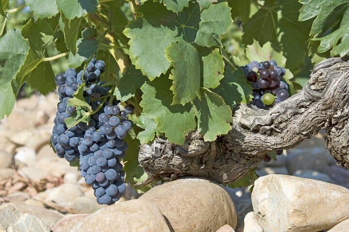 Private Walking Tour Northern Rhône Wine Heritage Lyon