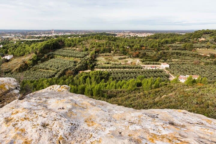 Private guided tour, olive grove in Salon de Provence.