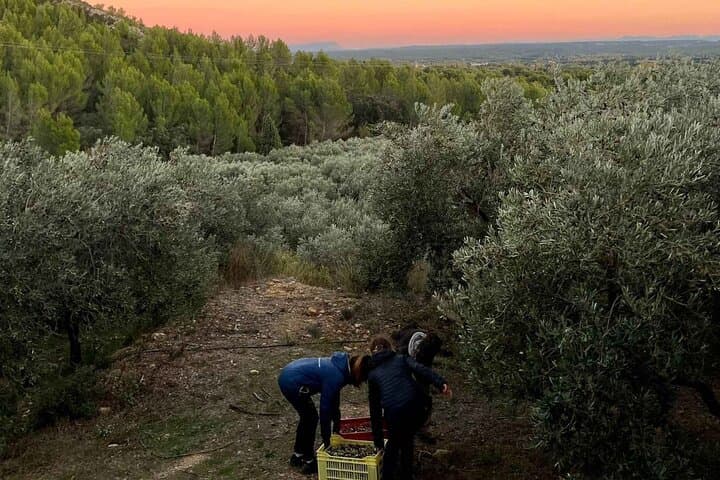 Private guided tour, olive grove in Salon de Provence.