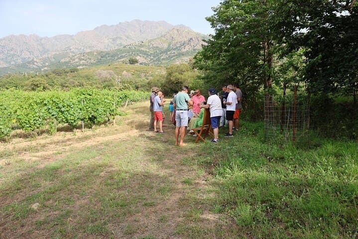 Corsican Wine Tour & Picnic in Calvi
