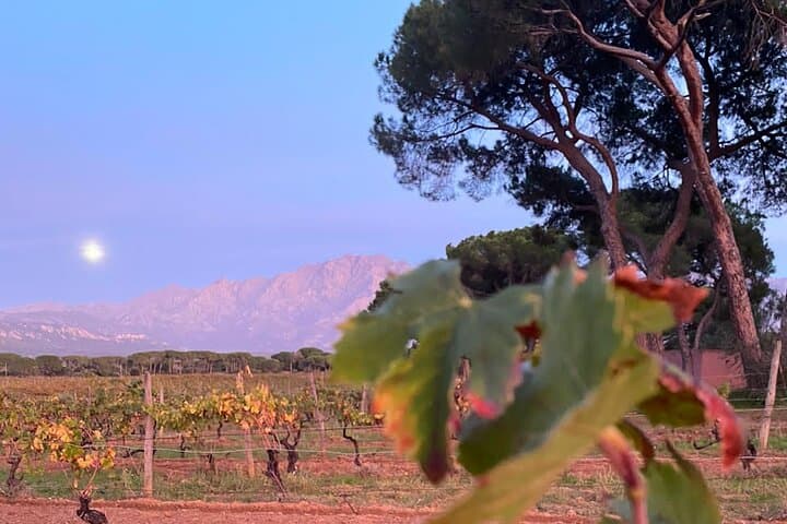 Corsican Wine Tour & Picnic in Calvi