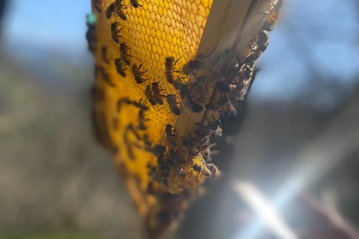 honeycomb under the sun