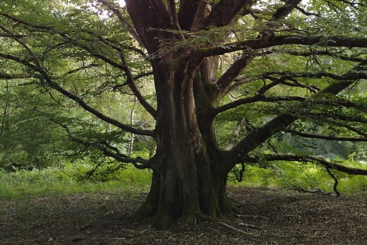 Private botanical discovery of the Rambouillet forest massif