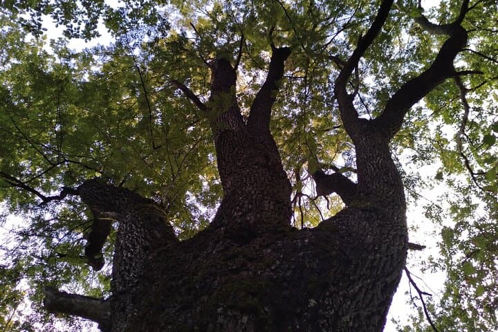 Private botanical discovery of the Rambouillet forest massif