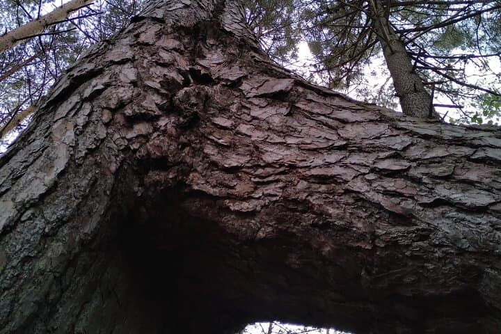 Private botanical discovery of the Rambouillet forest massif