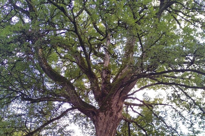 Private botanical discovery of the Rambouillet forest massif