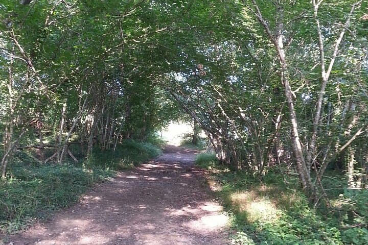 Meditative walk in the forest