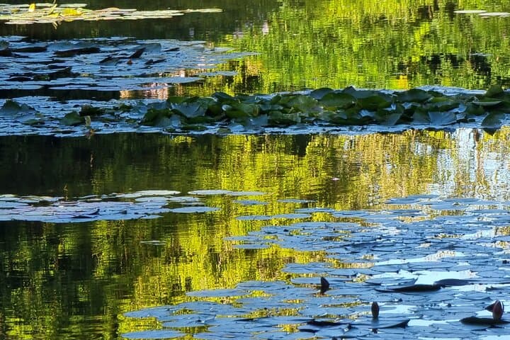 When you see water lillies you always think of Monet ;)