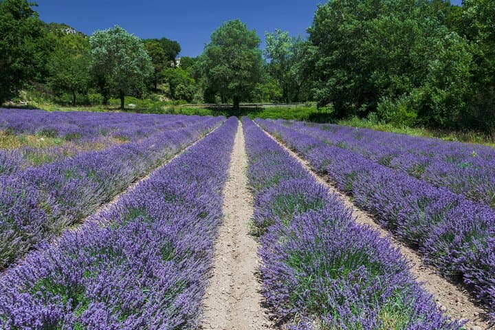 Full Day Largest Canyon and Lake Tour from Cannes
