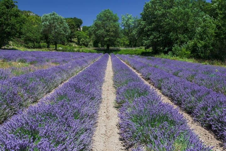 Verdon Canyon and its Lake Full Day Tour
