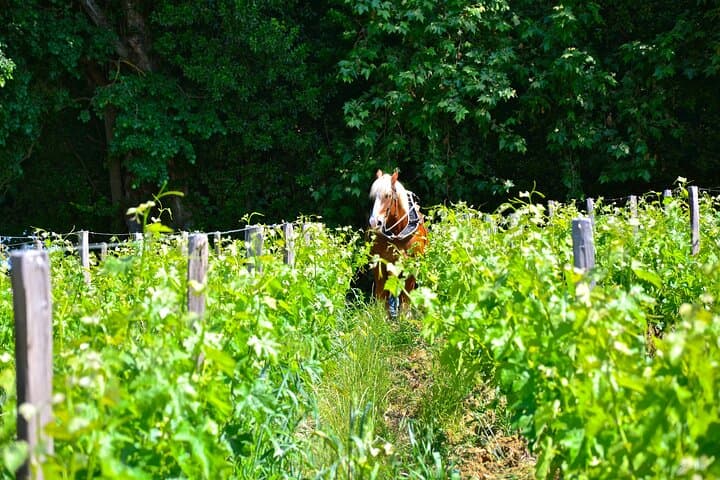 "Explore Saint-Émilion on e-Bikes: Small Group, half-Day Tour"