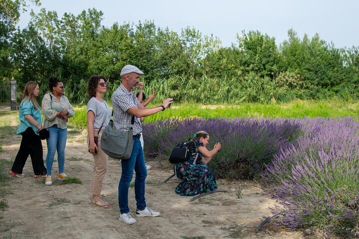 Discover the flower fields