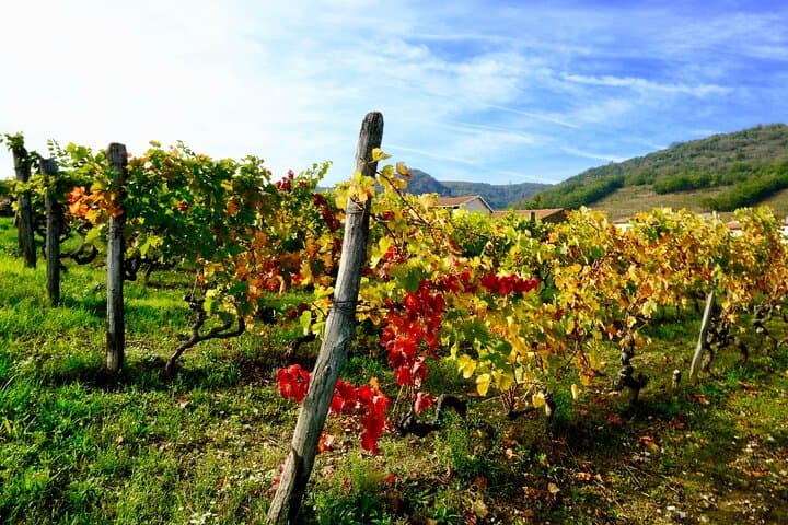 Loire Valley vineyard
