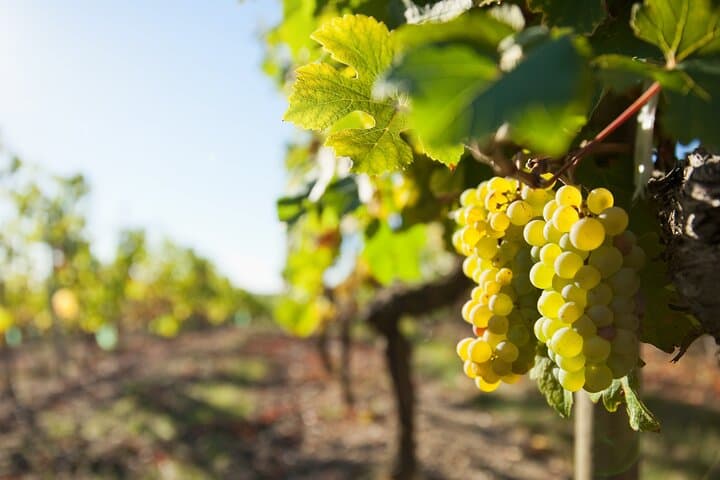 Loire Valley vines
