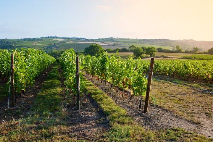 Loire Valley vines
