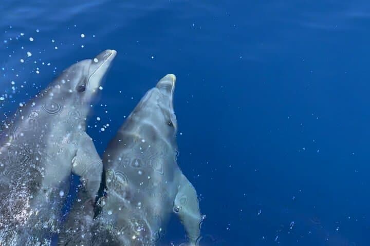 the Dolphins