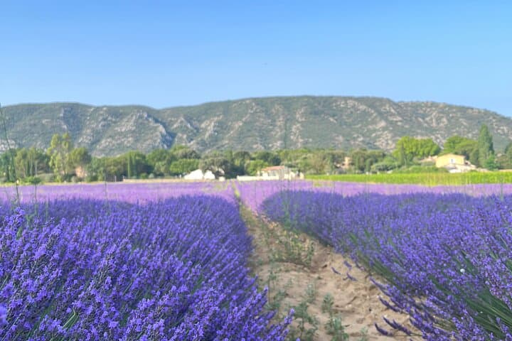 Lavender fields