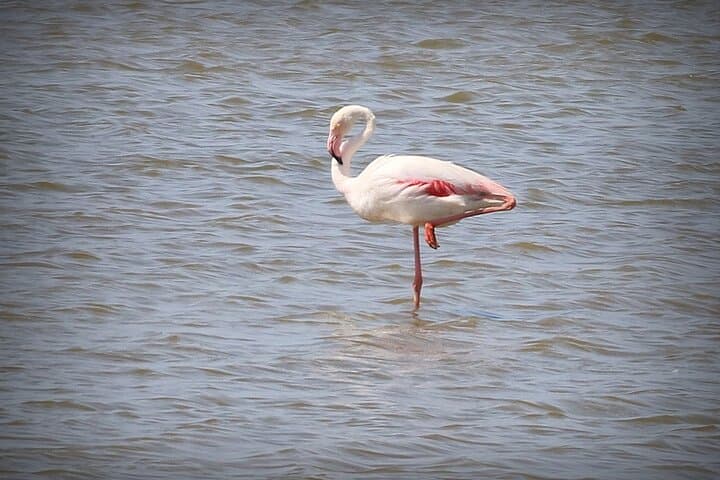Camargue discovery