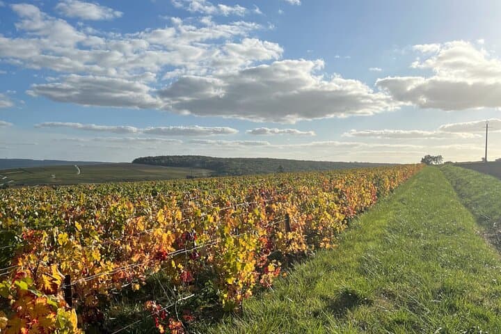 Sancerre Private Wine Day from Paris with 10 Tastings & Lunch