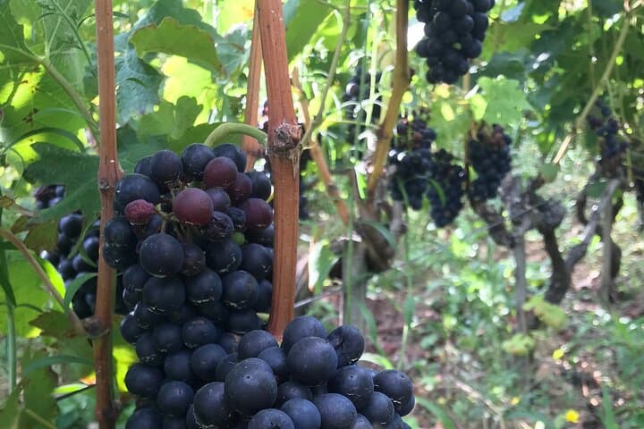 The legendary Syrah
