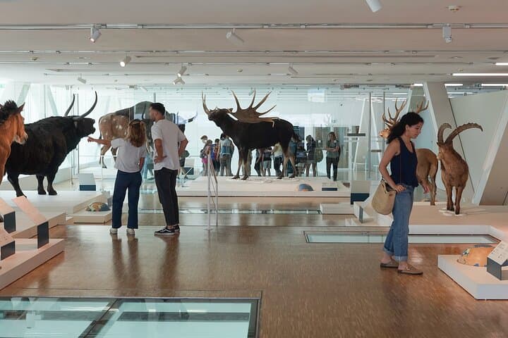 Marseille: Cosquer Cave Entry Ticket and Audio Guide