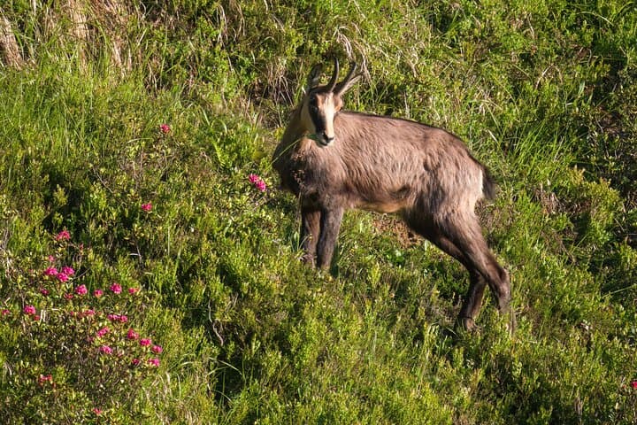Private Animal Observation in Megève