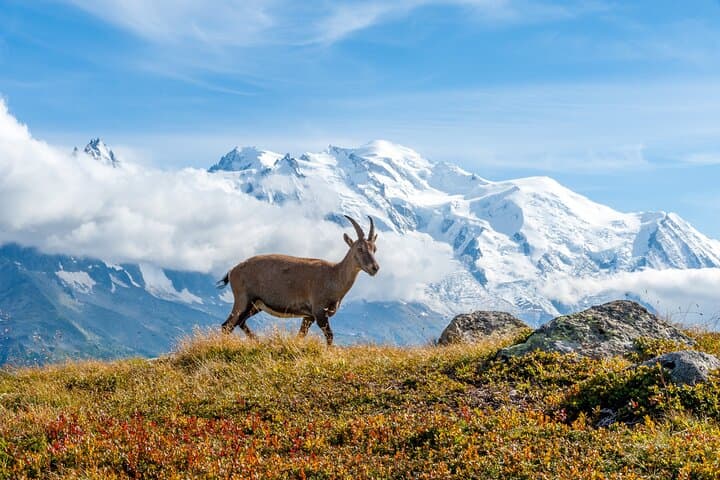 Private Animal Observation in Megève