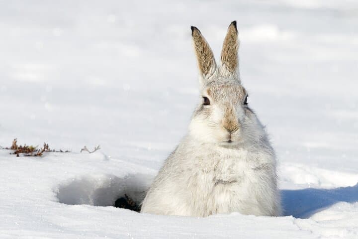 Private Animal Observation in Megève