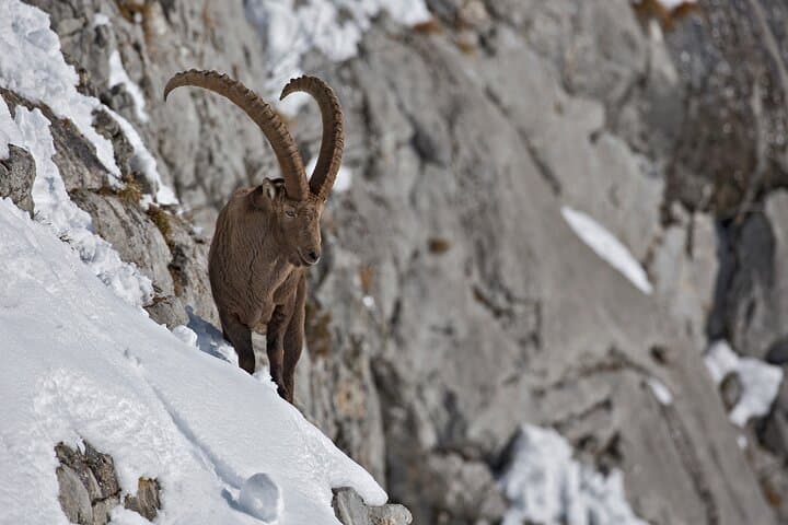 Private Animal Observation in Megève