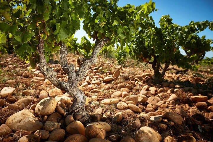 Châteauneuf du Pape