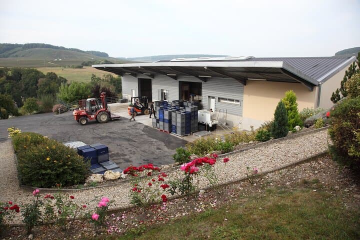 Half Day Grape Harvest Experience with Tasting in Epernay