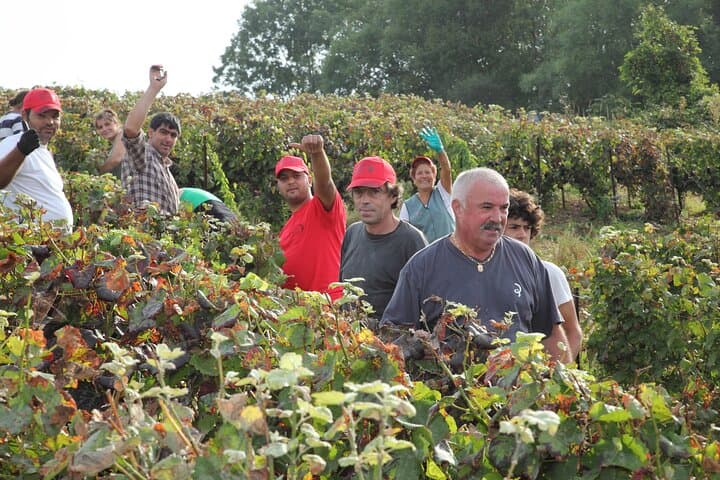 Half Day Grape Harvest Experience with Tasting in Epernay