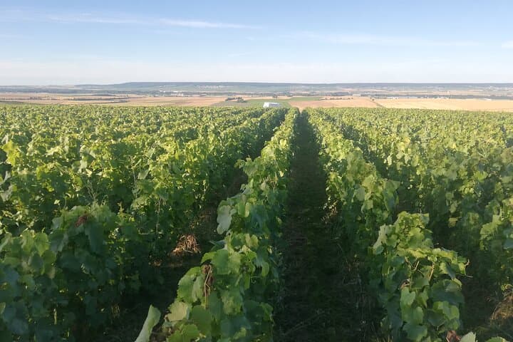 Check-out Reims: Discovery Vineyard and Tasting Champagne Coutant