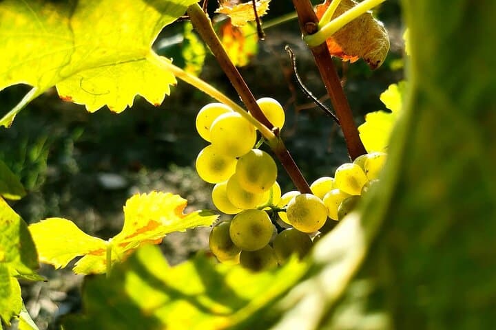 Visit the vineyard!