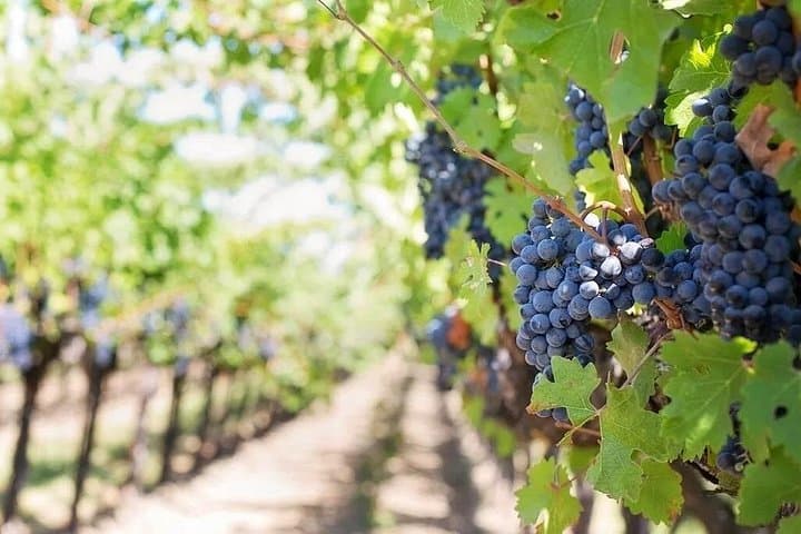 Occitanie Treasures of Culture, Oysters and Wine Private Tour